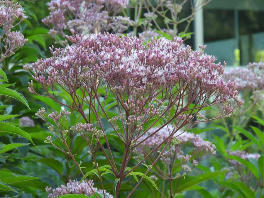 Joe-pye Weed | MSD